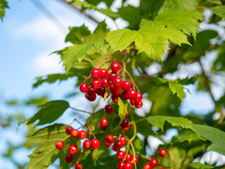 Close-up of red viburnum berries growing on a branch, in summer on a sunny day