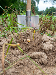 Close-up of a freshly dug small potato, a shovel in the background. The concept of a bad harvest, a shortage of products.