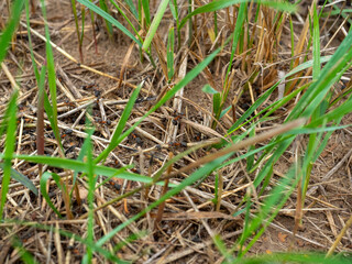 a lot of large ants are running around among the green grass. Selective focus