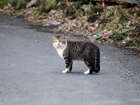 街角の猫」の写真素材 | 491件の無料イラスト画像 | Adobe Stock