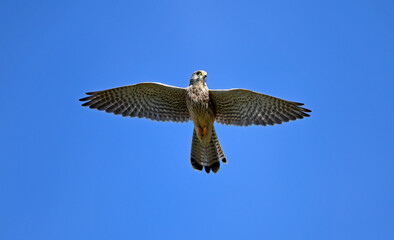 Turmfalke // Common kestrel (Falco tinnunculus)