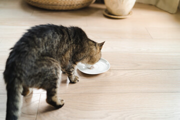 Cat eating dead mouse. Feeding pets "whole prey" diet.