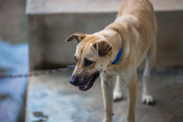 Close-up view of fierce dogs that are guarded by the house, with chains tied together for the safety of the spectators and under the care of the owners.