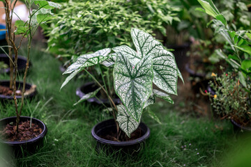 Close-up natural view of green leaves, large leaves along the lines, to decorate the garden, or to decorate the house, park, for the beauty of the spectators.