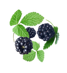 Ripe blackberry with leaves close up isolated on white background