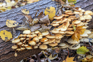 Group of inedible mushrooms growing on the trunk of a fallen tree