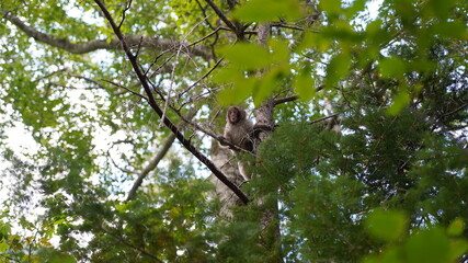 穂高登山　本谷橋からの風景