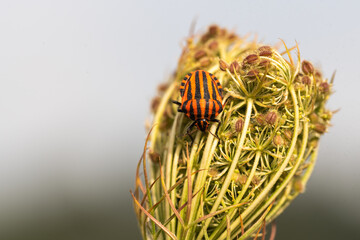 Red and black Striped bug or Italian striped bug, Minstrel bug - Graphosoma lineatum