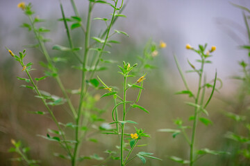 Close up background view of leaves (green, colorful, black) according to the direction of light and growth, natural beauty, wallpaper of planted trees planted in the garden or home interior, shelter