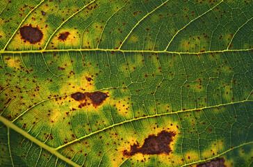Brown spots on the leaf because plant disease