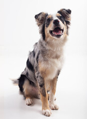 Happy border collie dog sitting isolated on white