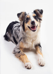 Happy border collie dog lying on white background
