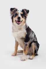 Happy border collie dog sitting isolated