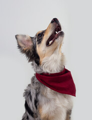 Border collie dog looking up wearing handkerchief isolated