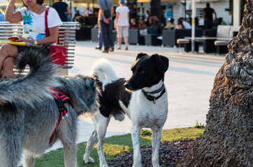 Group of Dogs on the Promenade of Trogir