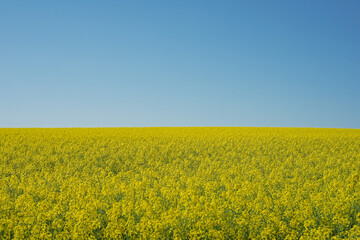 Fototapeta premium 空と菜の花がきれいに分かれた景色