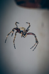 A macro shot of a Wolf Spider hanging on its web.