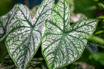 Close-up natural view of green leaves, large leaves along the lines, to decorate the garden, or to decorate the house, park, for the beauty of the spectators.