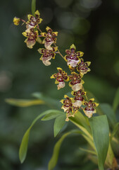 Vertical shot of a Dancing-lady Orchid plant in a nice garde