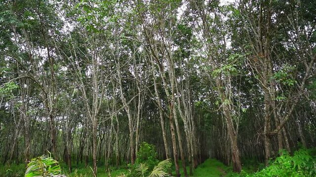 Latex rubber, Para rubber tree, Plantation and tree rubber with in southern Thailand, FHD Slow motion