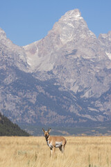 Pronghorn Antelope Buck in the Tetons of Wyoming in Autumn