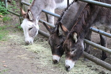 Wandern auf den Nordpfaden im Landkreis Rotenburg (Wümme), Nordpfad Rotenburger Wasserreich (Hiking in north Western Germany) | Esel beim Fressen