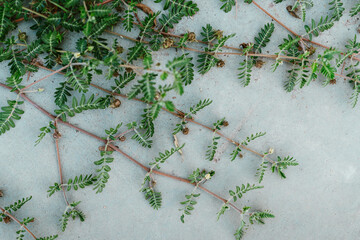 Branches of the devil's-thorn plant twigs with green leaves on the gray surfac - obrazy, fototapety, plakaty