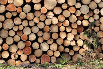  gefällte baumstämme im wald