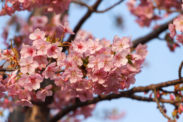 河津桜