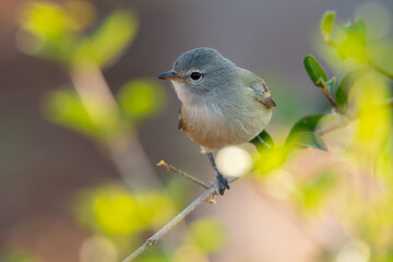 risadinha (Camptostoma obsoletum)