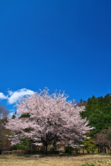 快晴の春と桜のある風景