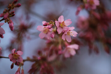 おかめ桜