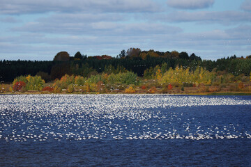 Snow geese on water fall colors - 462038456