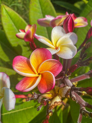 Pink and yellow Plumeria blossoms