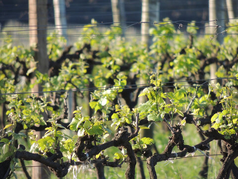 P&eacute; de uva chamado de videira, parreira ou vinha