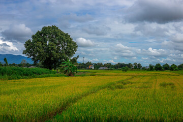 Obraz premium The close background of the green rice fields, the seedlings that are growing, are seen in rural areas as the main occupation of rice farmers who grow rice for sale or living.