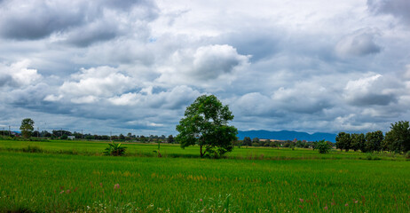 The close background of the green rice fields, the seedlings that are growing, are seen in rural areas as the main occupation of rice farmers who grow rice for sale or living.