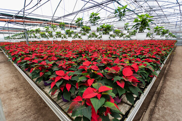 Many poinsettia flowers turning red for the holidays season in large greenhouse