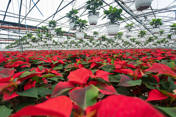 Large number of poinsettia flowers turning red in greenhouse