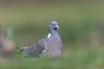 Wood pigeon Columba palumbus in close view perched oder on ground