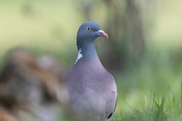 Wood pigeon Columba palumbus in close view perched oder on ground