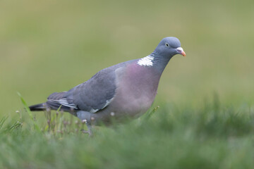 Wood pigeon Columba palumbus in close view perched oder on ground