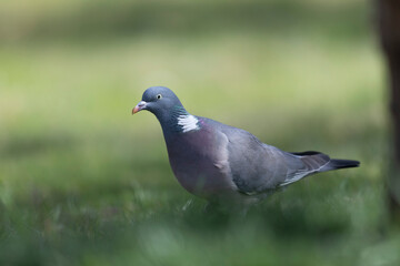 Wood pigeon Columba palumbus in close view perched oder on ground