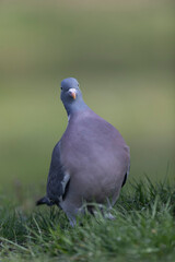 Wood pigeon Columba palumbus in close view perched oder on ground