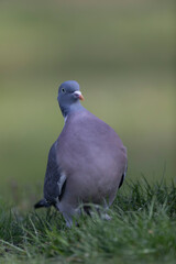 Wood pigeon Columba palumbus in close view perched oder on ground