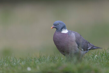 Wood pigeon Columba palumbus in close view perched oder on ground