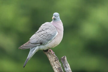 Wood pigeon Columba palumbus in close view perched oder on ground