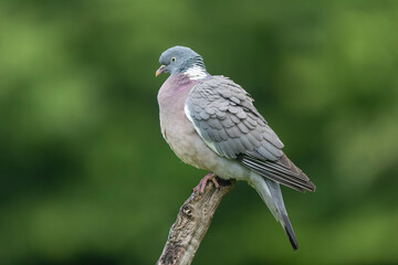 Wood pigeon Columba palumbus in close view perched oder on ground