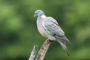 Wood pigeon Columba palumbus in close view perched oder on ground