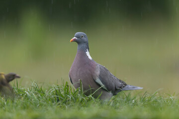 Wood pigeon Columba palumbus in close view perched oder on ground